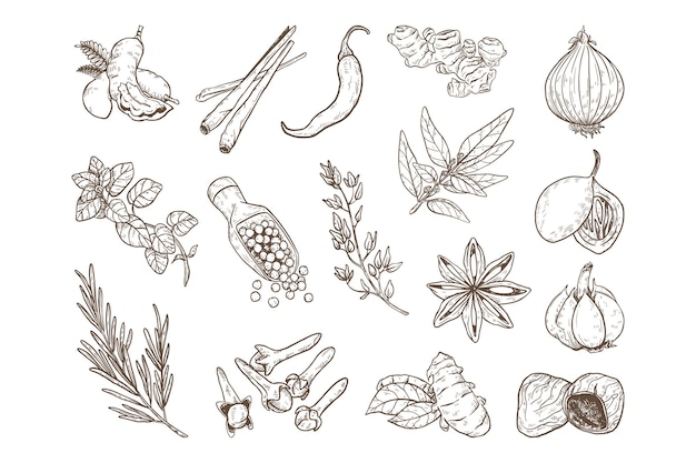 Handdrawn przyprawy i zioła