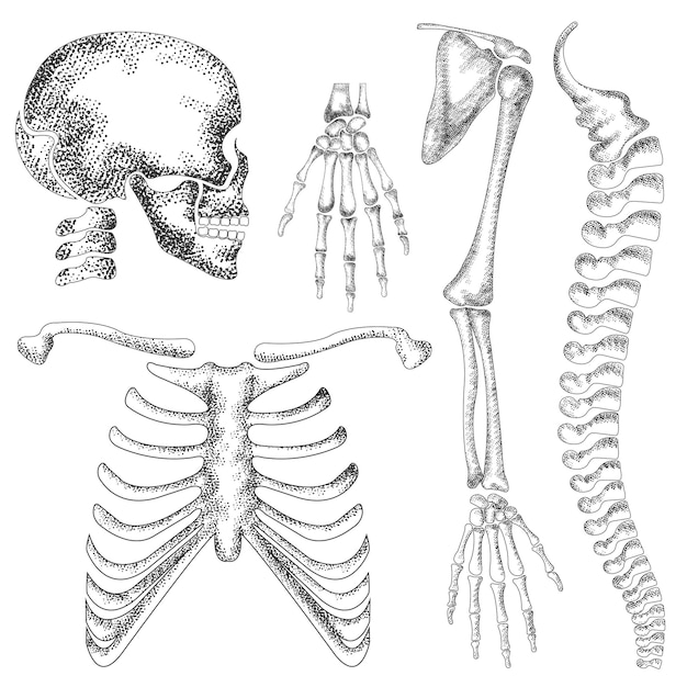 Plik wektorowy handdrawn szczegółowy szkielet wektor rysunek ludzkiej anatomii czaszki kości dłoni kostki klatki piersiowej kości ba