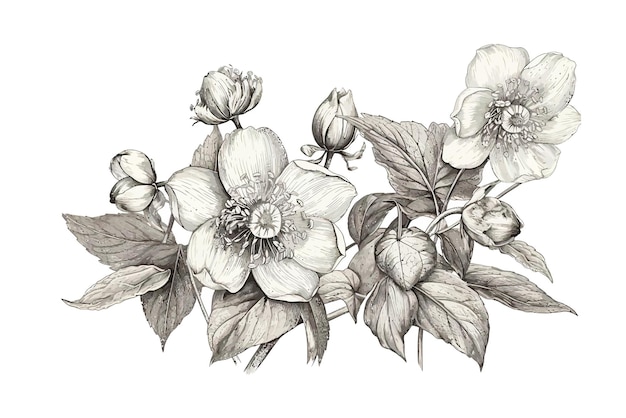 Helleborus Orientalis Retrostyled Kwiatowy Roślina Rysunek Botaniczny Izolowany Na Białym Tle Ilustracja Kreskówka Wektor