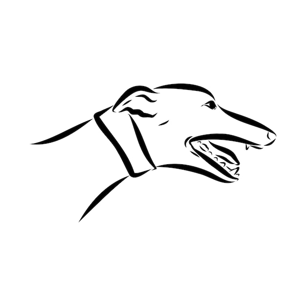 Hiszpański galgo Czarno-biały pies