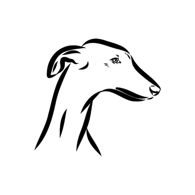 Hiszpański galgo Czarno-biały pies