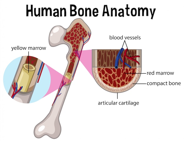 Human Bone Anatomy And Diagram