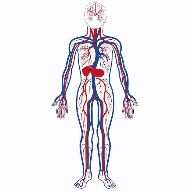 Human_circulatory_system_vector