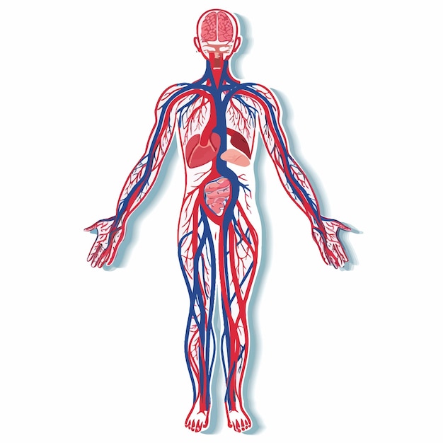 Plik wektorowy human_circulatory_system_vector