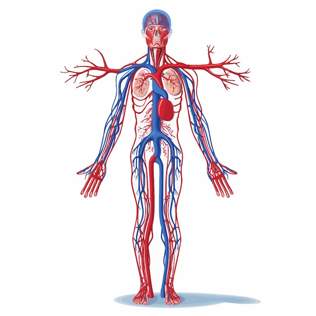 Human_circulatory_system_vector