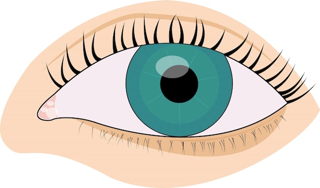 Plik wektorowy human eye vector art pobierz