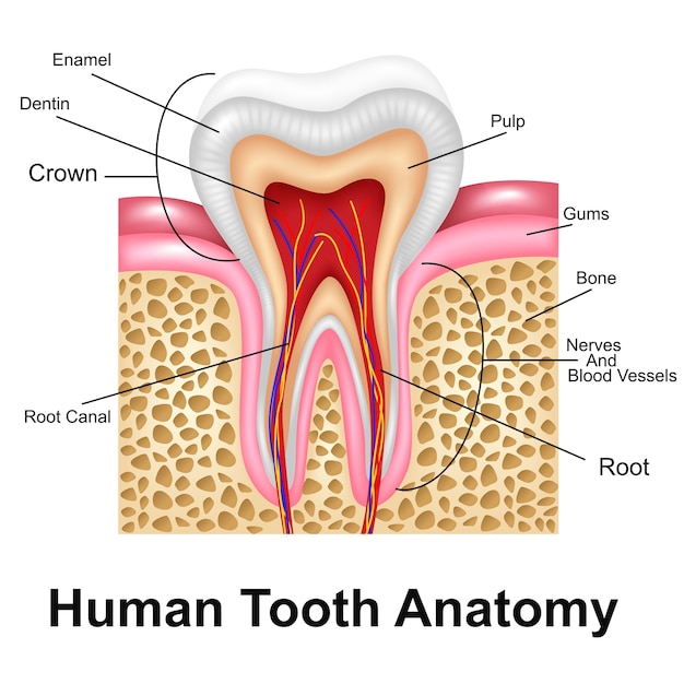 Human Tooth Detailed Anatomy