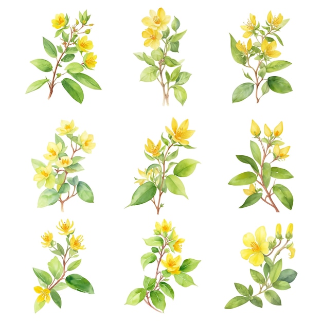 Plik wektorowy hypericumwatercolor set of flowers and leaves isolated on white background