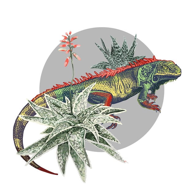 Iguana I Kwitnący Aloes