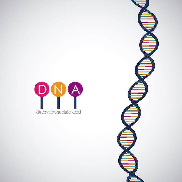 Ikona Chromosomu Struktury Dna