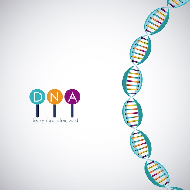 Ikona Chromosomu Struktury Dna