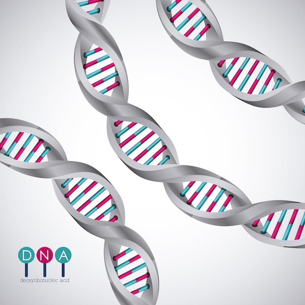 Ikona Chromosomu Struktury Dna