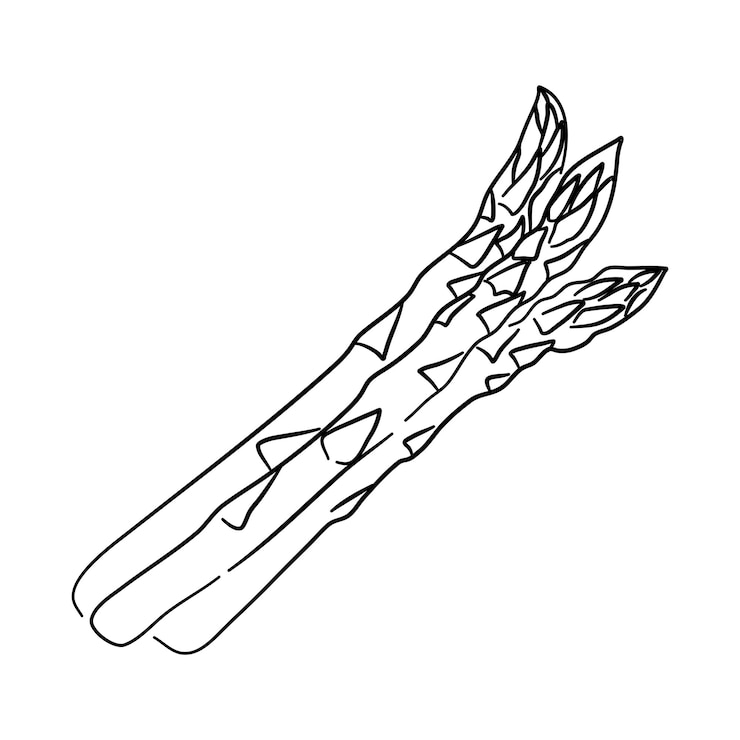 Wektor ikona doodle szparagów ręcznie rysowane czarny szkic ilustracji wektorowych