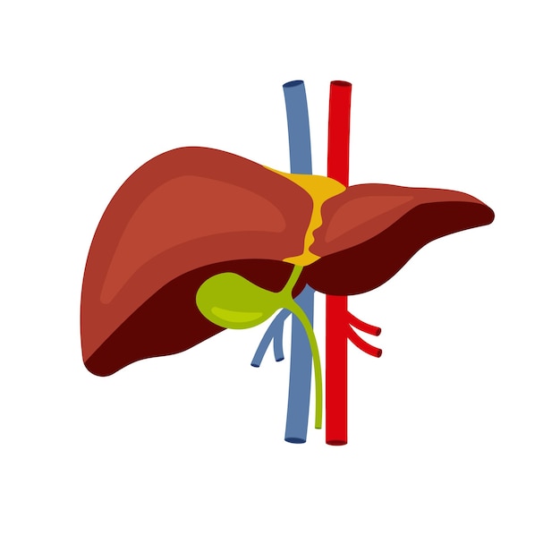 Ikona Ludzkiej Wątroby Płaska Ilustracja Ikony Wektora Ludzkiej Wątroby Do Projektowania Stron Internetowych