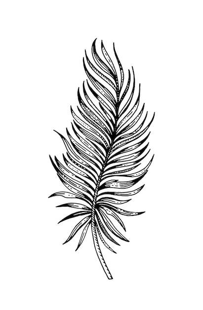 Ikona szkic tropikalny liść palmy Linia doodle liść wektor ilustracja Grawerowane rocznika tropik roślin