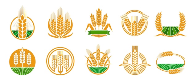 Ikony Kolców Zbóż Pszenica żyto Jęczmień Lub Ryż