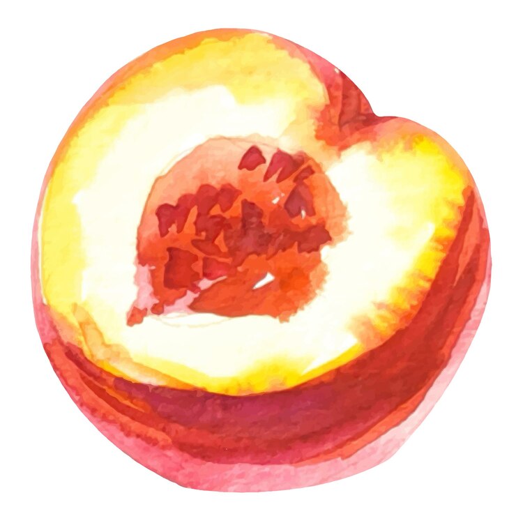 Wektor ilustracja akwarela pół brzoskwini
