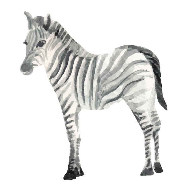 Ilustracja akwarela zebry dla dzieci