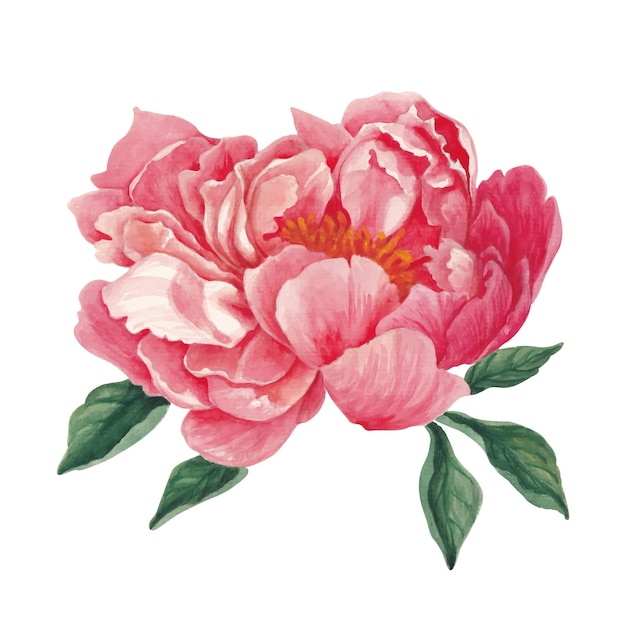 Plik wektorowy ilustracja akwarelowa z kwiatami piwonii
