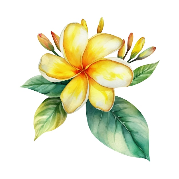 Plik wektorowy ilustracja akwarelowa żółtego tropikalnego kwiatu frangipani plumeria ai