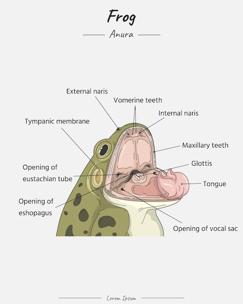 Plik wektorowy ilustracja anatomii głowy i ust żaby z tekstem