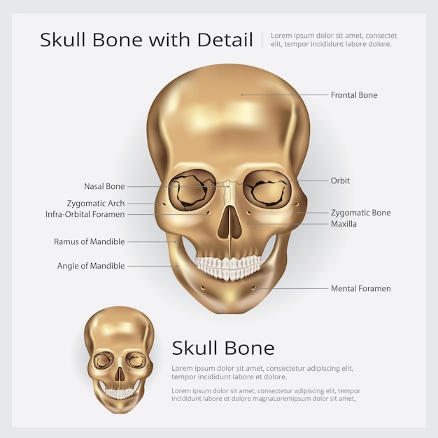 Ilustracja Anatomii Kości Ludzkiej Czaszki