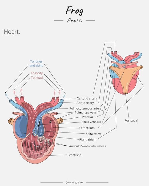 Plik wektorowy ilustracja anatomii serca żaby z tekstem