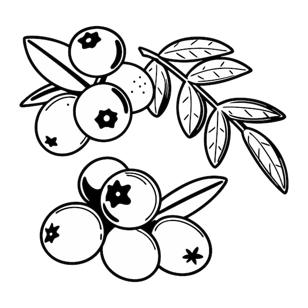 Ilustracja borówek