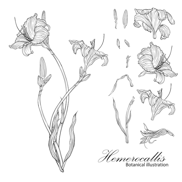 Ilustracja botaniczna Hemerocallis Ilustracja graficzna