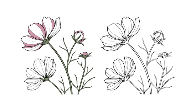Ilustracja Cosmos Flowers