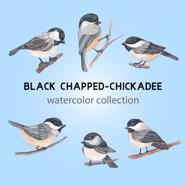 Ilustracja Czarny Spierzchnięty Chickadee Ptak