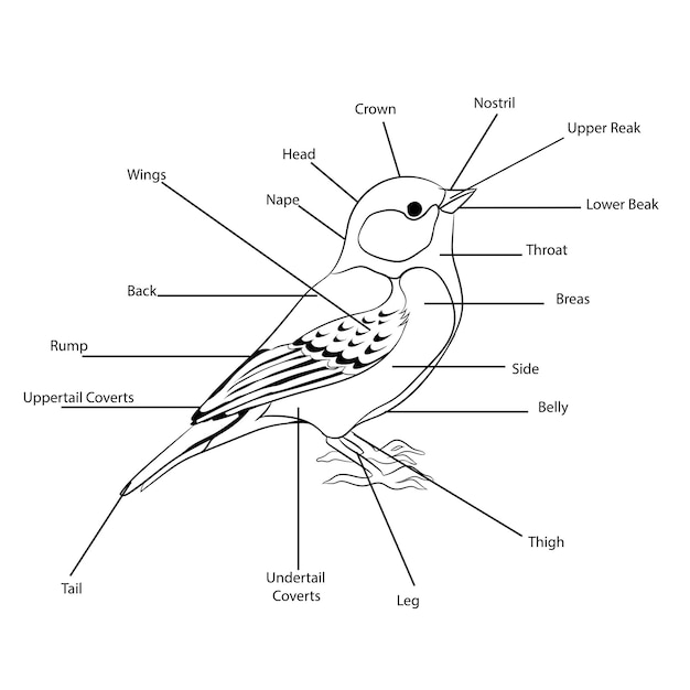 Ilustracja Części Ciała Ptaka