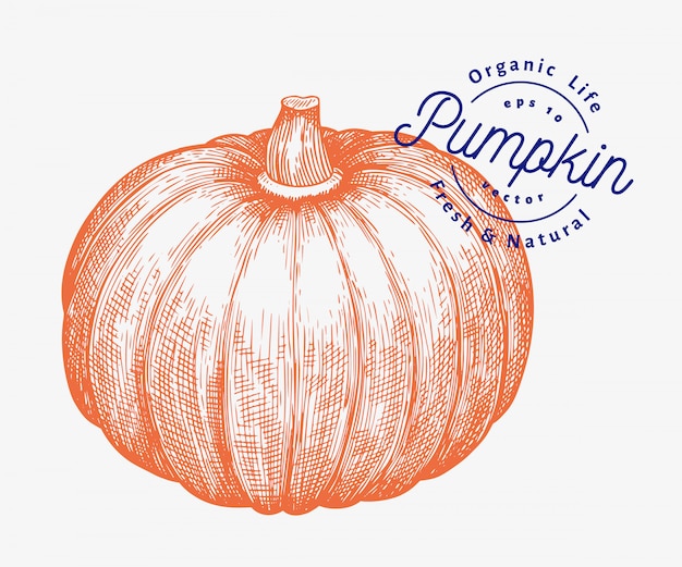 Ilustracja dyni. Ręcznie rysowane ilustracji wektorowych warzyw. Grawerowany styl Halloween lub Święto Dziękczynienia