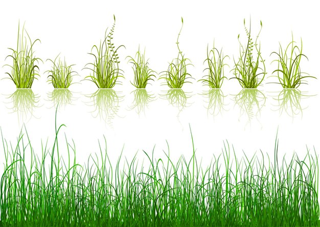 Plik wektorowy ilustracja elementy projektu zielona trawa
