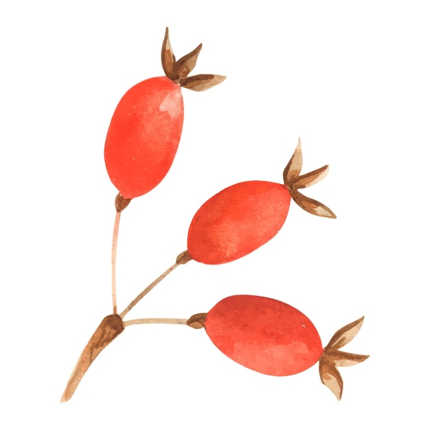 Ilustracja Gałązki Róży Zimowe Akwarele Z Czerwonymi Jagodami Wakacje