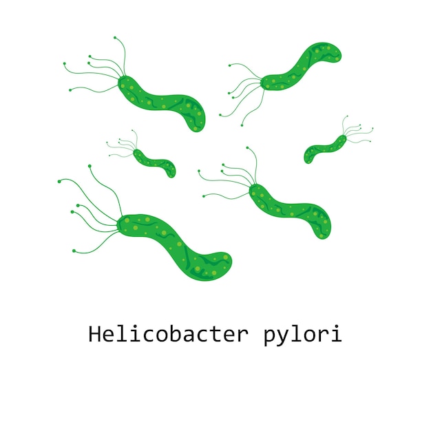 Ilustracja Helicobacter Pylori Temat Zdrowia żołądka