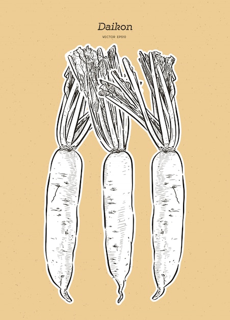 Ilustracja Japońska Rzodkiew Daikon