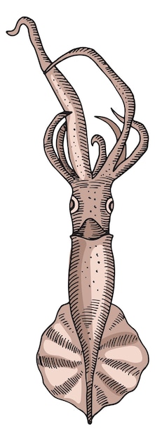 Ilustracja Kałamarnicy Ręcznie Rysowana Ikona Fauny Podwodnej