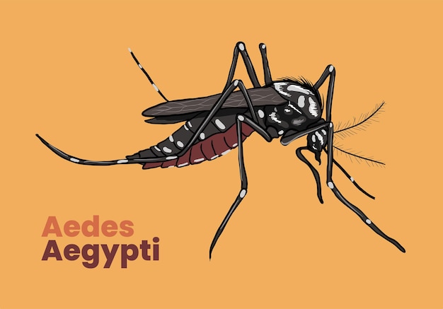 Plik wektorowy ilustracja komara aedes aegypti