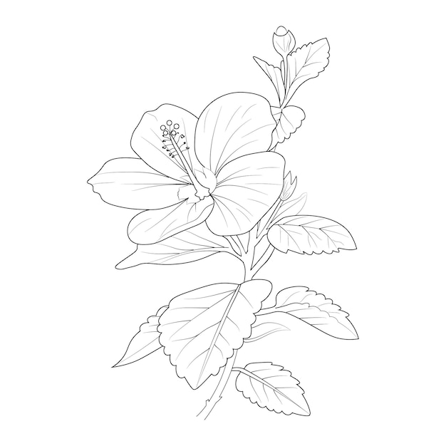 Plik wektorowy ilustracja kwiat hibiskusa kolorowanie strony ręcznie rysowane szkic wektor izolat na białym tle.