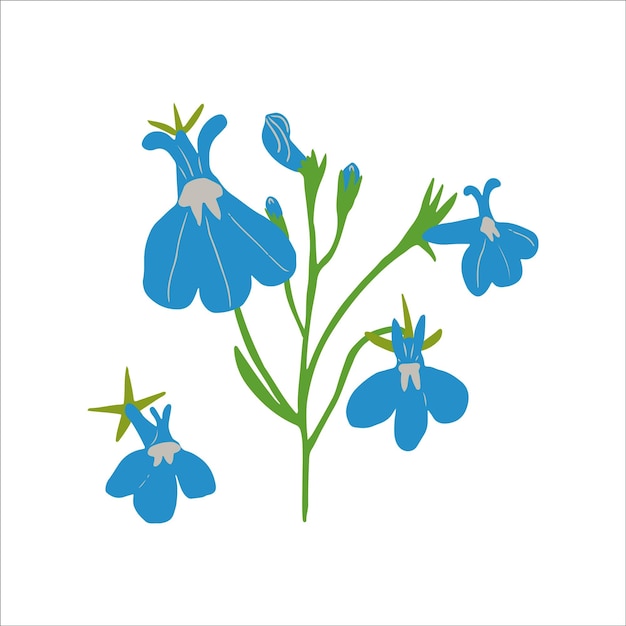 Plik wektorowy ilustracja kwiat niebieski lobelia erinus na białym tle piękne letnie kwiaty ogrodowe