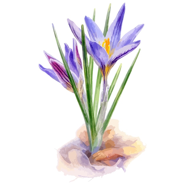 Plik wektorowy ilustracja kwiatów krokusa w akwarelach wektorowych