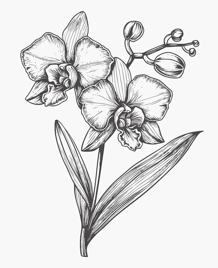 Wektor ilustracja kwiatów orchidei książka do malowania kwiatów orkidei