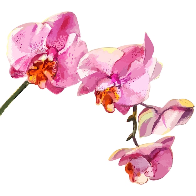 Ilustracja kwiatów orchidei w akwarelach wektorowych