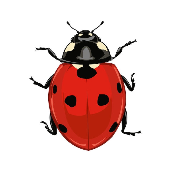 Plik wektorowy ilustracja lady bug