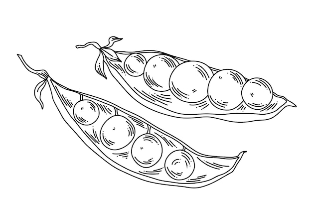 Plik wektorowy ilustracja liniowa otwartych strąków grochu z dojrzałymi grochem wewnątrz czarno-białej grafiki