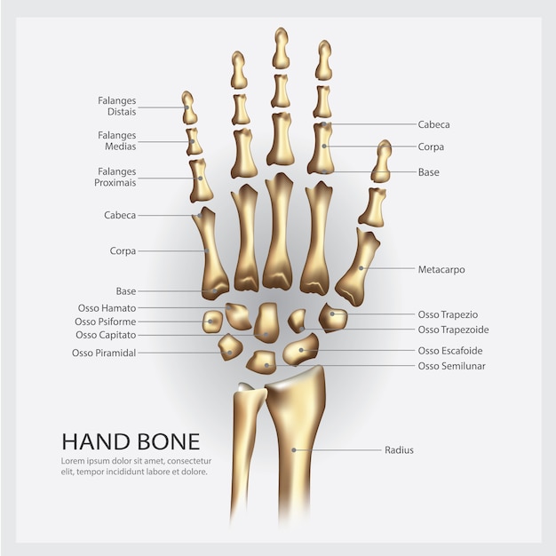 Ilustracja Ludzkiej Kości Rąk