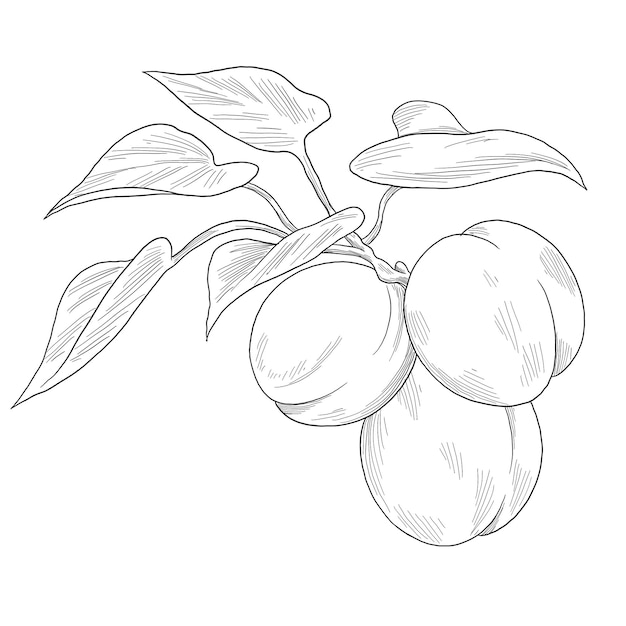 ilustracja malarstwa botanicznego owoców marykanki
