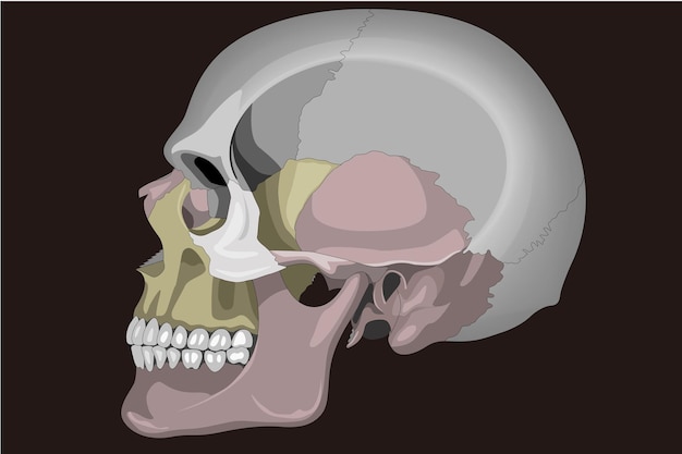 Plik wektorowy ilustracja medyczna widok z boku ludzkiej czaszki