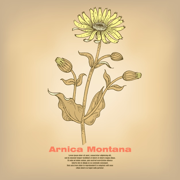 Ilustracja Medycznych Ziół Arnica Montana.